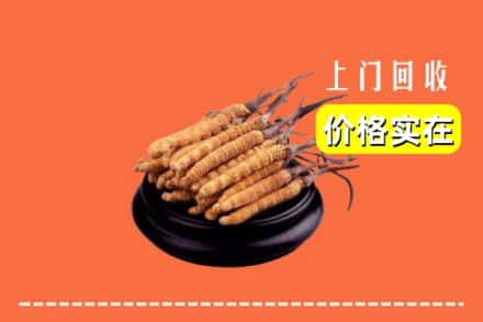 齐齐哈尔克东县回收冬虫夏草